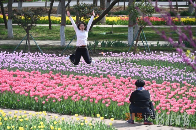 河北石家莊市植物園第十六屆郁金香文化節(jié)開(kāi)幕
