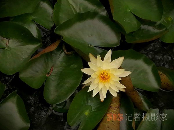 舊宮城市森林公園睡蓮開了