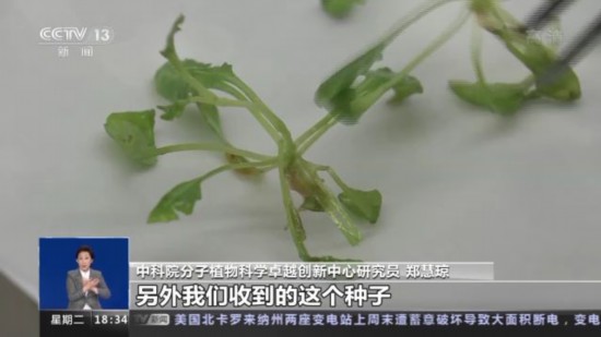 神十四乘組帶回植物種子 “太空植物”生長有何奧秘,？