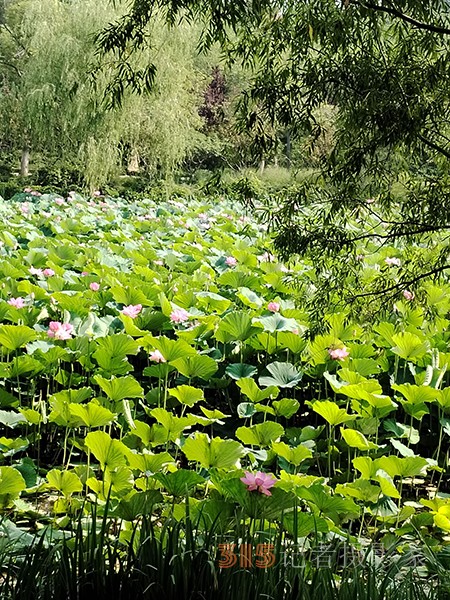 大運(yùn)河森林公園——又見荷盛放