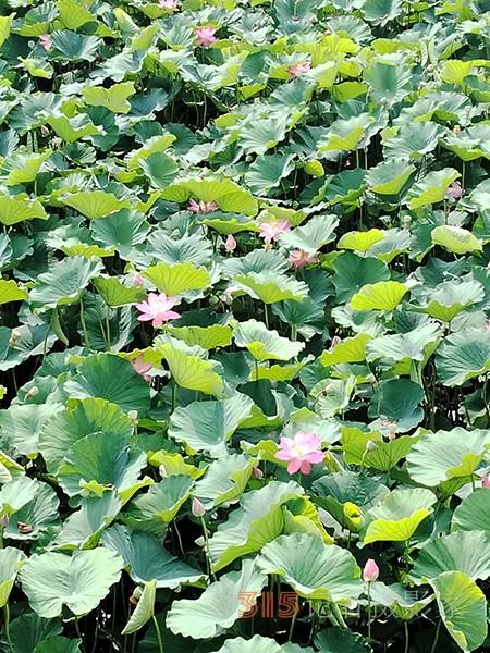 大運(yùn)河森林公園——又見荷盛放