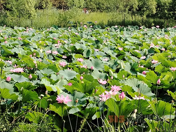 大運(yùn)河森林公園——又見荷盛放