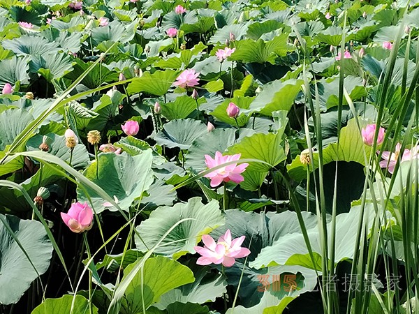 大運(yùn)河森林公園——又見荷盛放