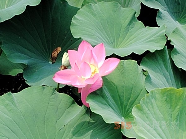 大運(yùn)河森林公園——又見荷盛放