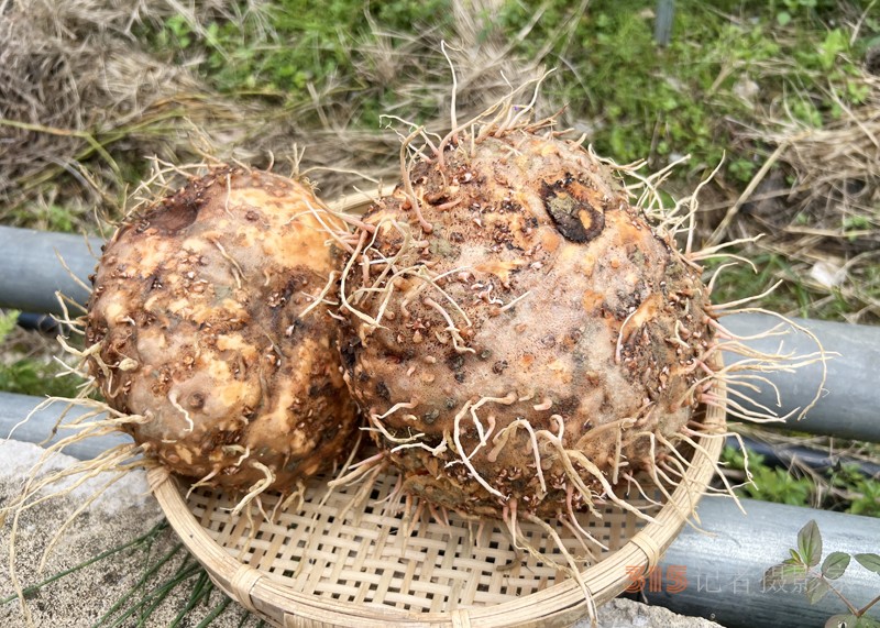 云南省麻栗坡縣：小魔芋,，撐起致富大產(chǎn)業(yè)