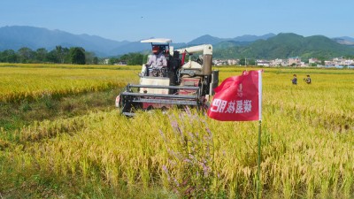視頻: 碳?xì)浜朔寿x農(nóng)顯成效  助力廣東清遠(yuǎn)絲苗米豐收