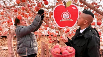 阿克蘇紅旗坡秘境蘋果園： 蘋果豐收啦,！ 西域佳果枝頭迎霜