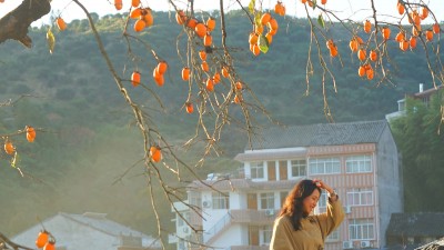 手機攝影  谷福林  柿柿如意