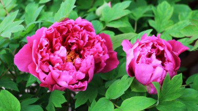春花如何在冬天綻放？