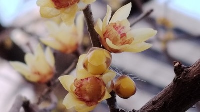 東風(fēng)第一枝——李月手機拍圖