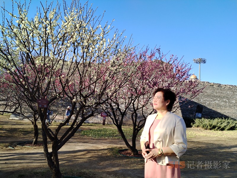 春分時節(jié)明城墻樂游賞梅
