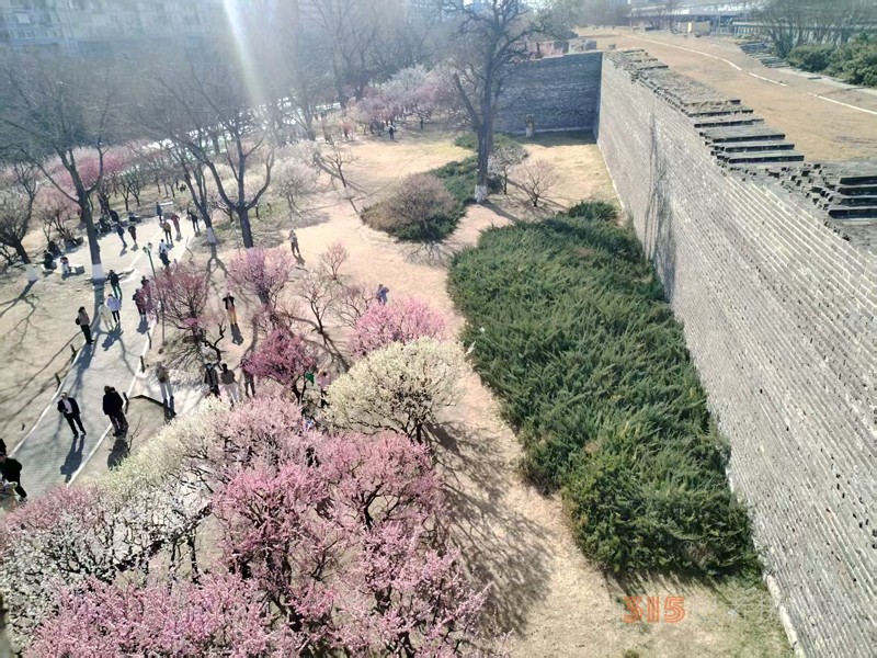 春分時節(jié)明城墻樂游賞梅