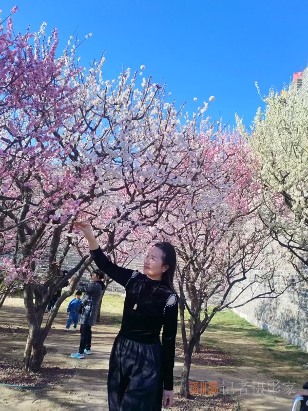 春分時節(jié)明城墻樂游賞梅