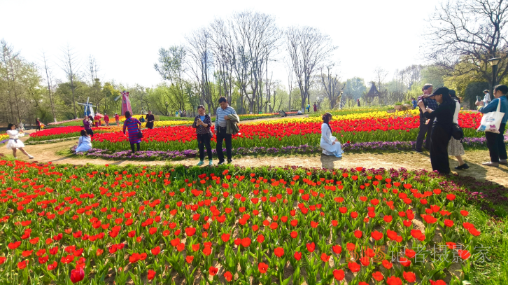 春日花海醉游人！武漢解放公園8.5萬株郁金香綻放成畫