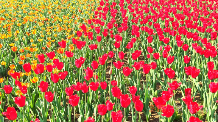 春日花海醉游人,！武漢解放公園8.5萬株郁金香綻放成畫