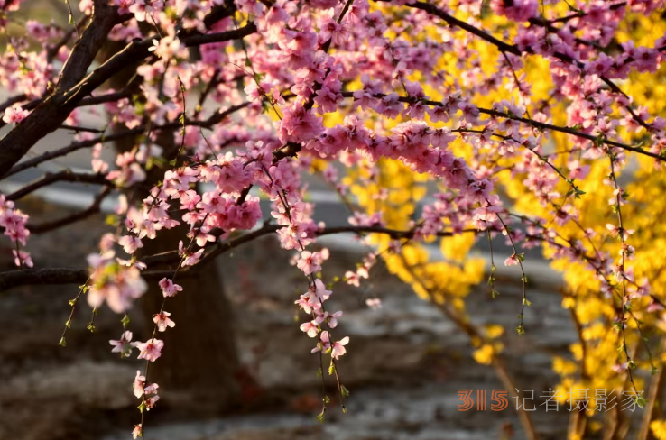 樂訂坊成功舉辦“花香上巳節(jié)，春騁老君堂”非遺漂漆體驗賞花拍攝活動