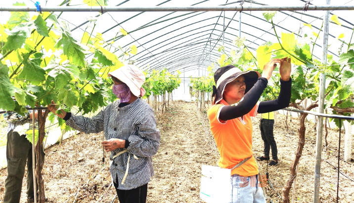  整枝固藤促豐收 陽(yáng)光葡萄更香甜