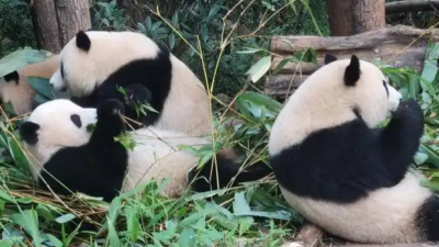 大熊貓是熊還是貓？