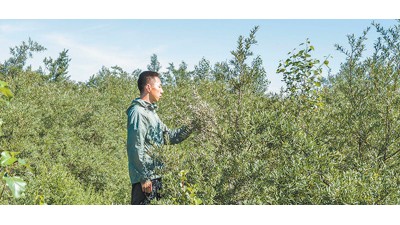 砒砂巖長(zhǎng)出的沙棘用處大